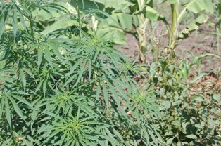 Uku niko rumeze mu murima.