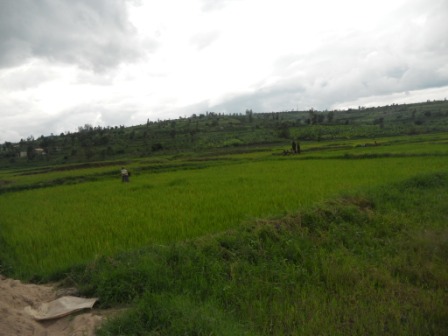 Umuceli uhinze mu gishanga cy