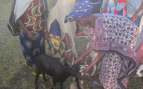 Umukecuru ahabwa ihene.