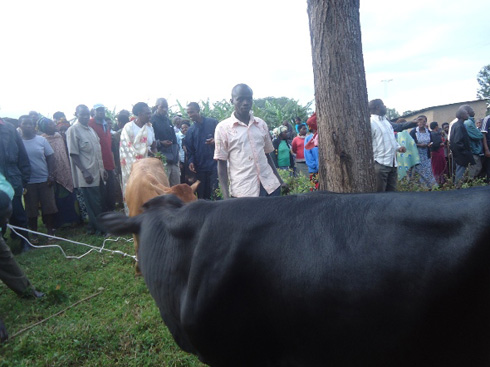 Uyu mukecuru ahabwa inka ibyishimo byari byose.