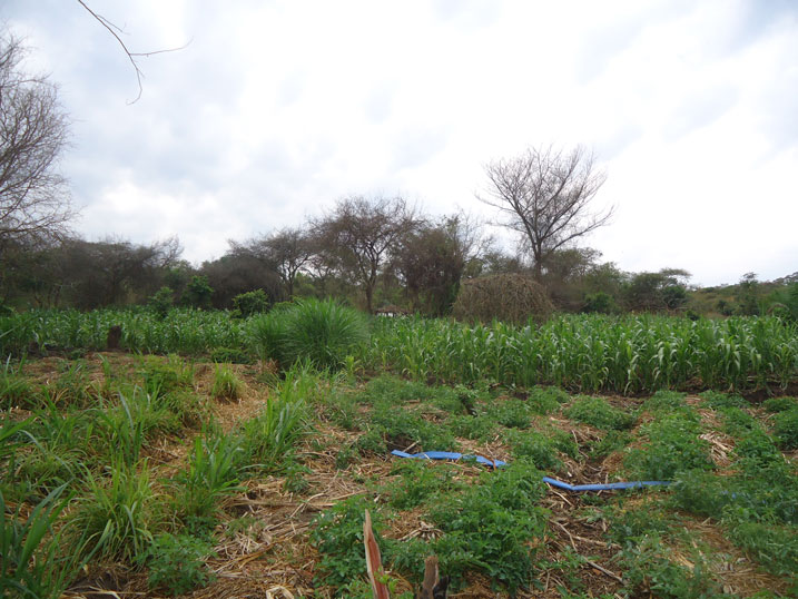 Umurima wa Nsengiyumva uhinzemo ibihingwa bitandukanye birimo ibigori, intoryi n