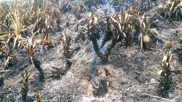 Umuriro wangije cyane inanasi zari zihinze ku buso bugera kuri hegitari.