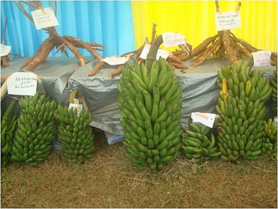 Abanyarwanda barahamagarirwa kurinda no gukoresha ifumbire baba bahawe ku kiguzi gito kuko ifasha kongera umusaruro.