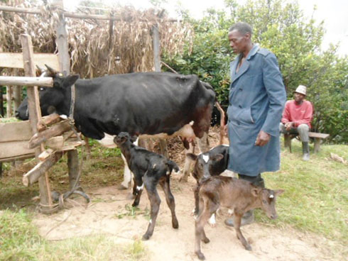 Umusaza Singirakabo afata inka ye nk