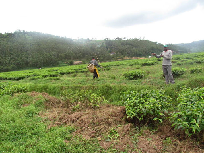 Rwema Claude ukora akazi ko gusoroma icyayi ngo amaze kubaka inzu ayikesha ako kazi.