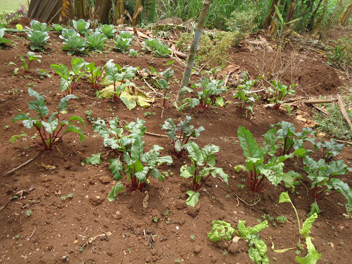 Umuti ukorwa mu rusenda uterwa izi mboga ngo udukoko tutazangiza.