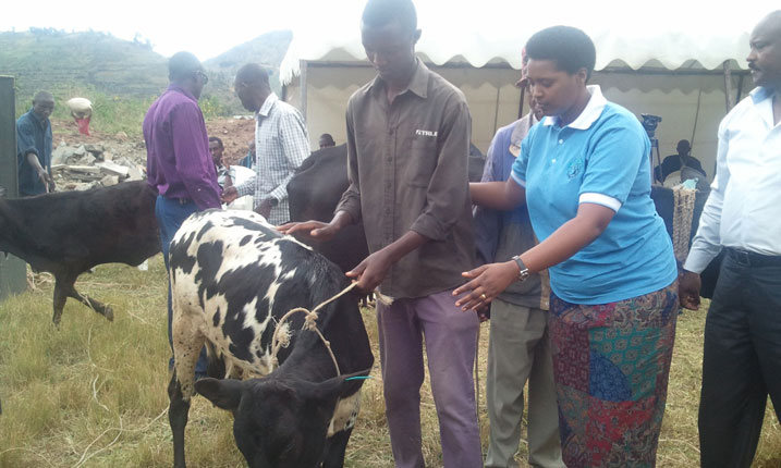 Umuyobozi w'Akarere ka Karongi ushinzwe Imibereho Myiza y'Abaturage ashyikiriza umwe mu baturage inka ya Gira inka yituwe.