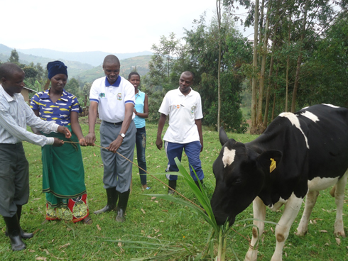 Umuyobozi w'akarere wungirije ashyikiriza inka Nyiransengimana. (Photo: N. Leonard)