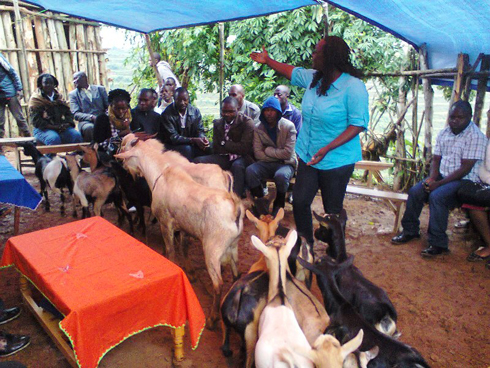 Umuyobozi wa RAB muri zone y'i Burengerazuba, Nuwumuremyi Jeannine yerekana aho ibiraro by'ihene biri. (nabyo byutswe ku nkunga yabo)