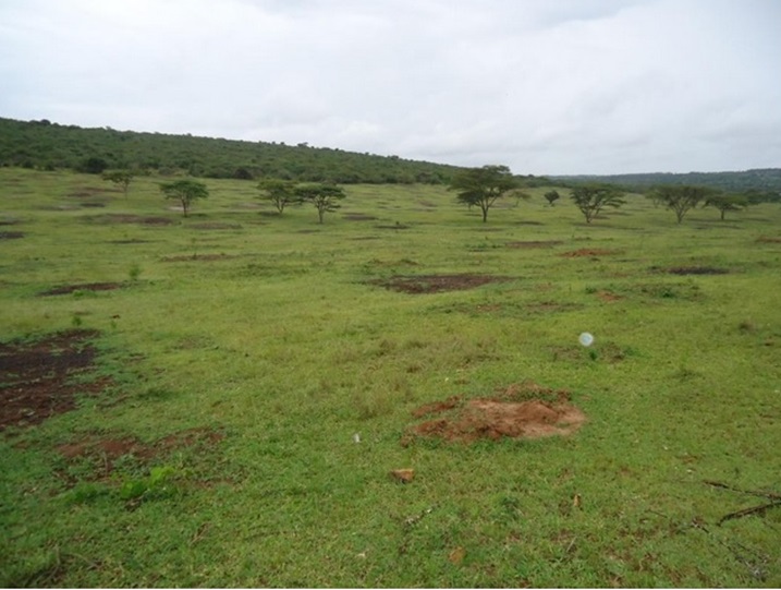 Uru rwuri rutunganije narwo aborozi ntibarutinya kuko baragiramo inka zabo.