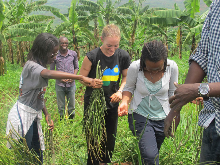 Urubyiruko rwitabiriye umuganda ruri kubaka uruzitiro.