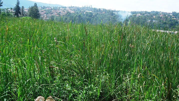 Urufunzo ruri mu bishanga hirya no hino rushobora kubyazwa umusaruro mwinshi benshi badatekereza.