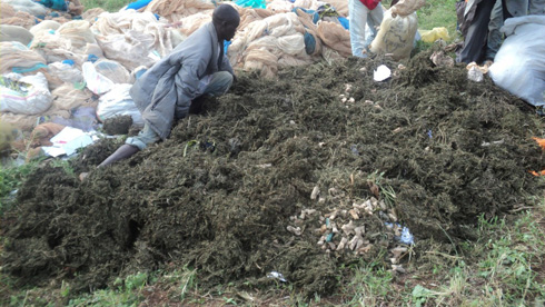 Urwo ni urumogi bamenye hasi hamwe n'imitego ya kaningini.