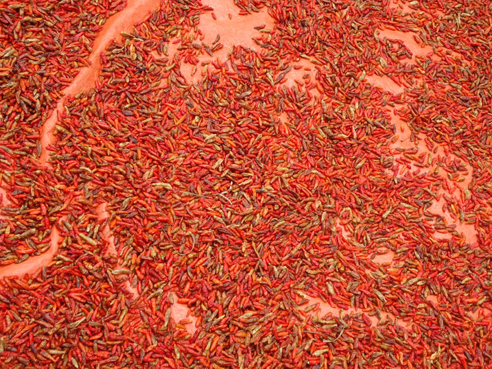 Urusenda rwari rugiye gupfa ubusa ubu ruri gukorwamo umuti wica udukoko twibasira ibihingwa.