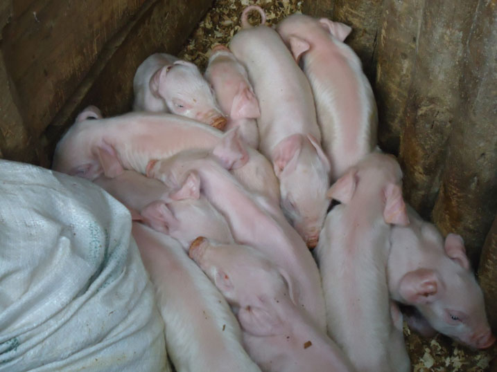 Utu twana tw'ingurube twavutse ku ngurube imwe.