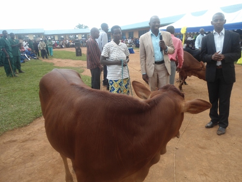 Uwarokotse Jenoside yakorewe abatutsi mu Rwanda mu 1994 ashyikirizwa inka yavuye mubyo abaturage bakusanije ngo bafashe abatushoboye.