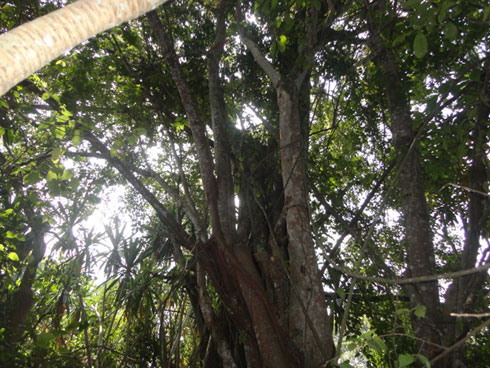 Uwatemye iki kigabiro ngo nawe yahasize ubuzima.