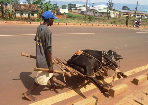 Uyu mugabo yahambiriye inka ku ngorofani y'ibiti bakunda kwita 'Bondogo'.