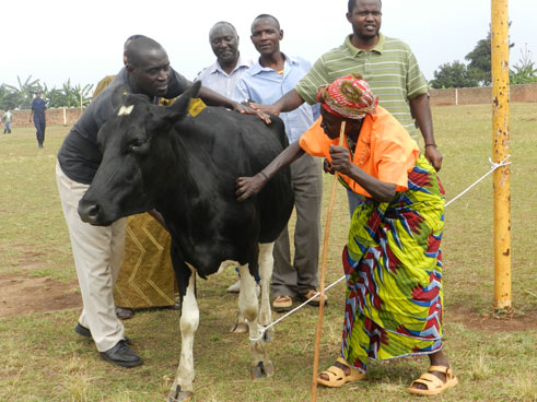 Uyu mukecuru arakuyakuya mu byishimo inka yahawe na Perezida wa Repubulika.