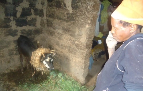 Uyu mukecuru yibanira n'ihene n'inka mu nzu.