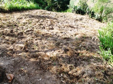 Uyu murima ahora awuteramo kawa ariko abantu bataramenyekana bakazirandura.