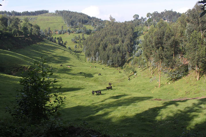 Umufaransa Luc COTERELLE yabashije kwihera ijisho imisozi, amashyamba ndetse n'ubworozi bw'inka.