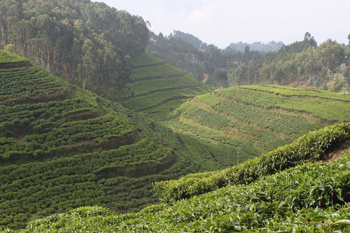 Yabashije no kwibonera imisozi ibereye ijisho kubera ubuhinzi bw'icyayi buyikorerwaho.