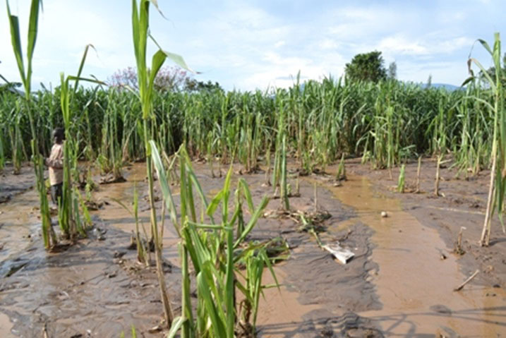 Uretse amazu, ibiza byangije n'imyaka y'abaturage.