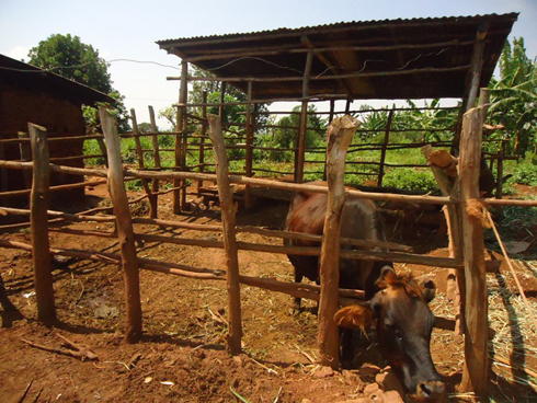 Yankurije afite ikibazo cy'ikiraro cy'inka ye.