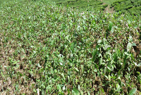 Zimwe mu ngembwe zateguwe kuzaterwa mu gihembwe cy