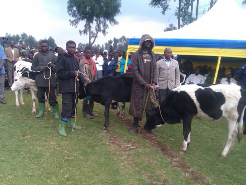 Zimwe mu nka zashyikirijwe abagaragaje ubutwari mu murenge wa Bugeshi.