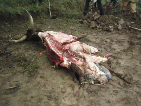 Zimwe mu nka zibwa bazica ibice bimwe bakazita ku gasozi.