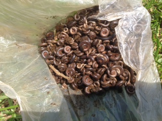 Utu dusimba twitwa Inyongoro twibasiye ibirayi mu karere ka Rubavu.