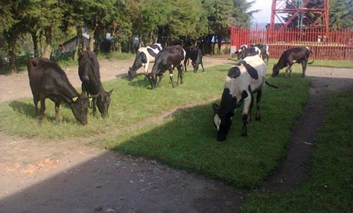 Zimwe mu nka zagabiwe iyo miryango.