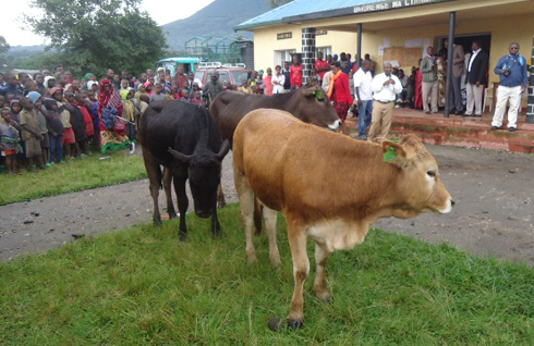 Zimwe mu nka zagabiwe iyo miryango.