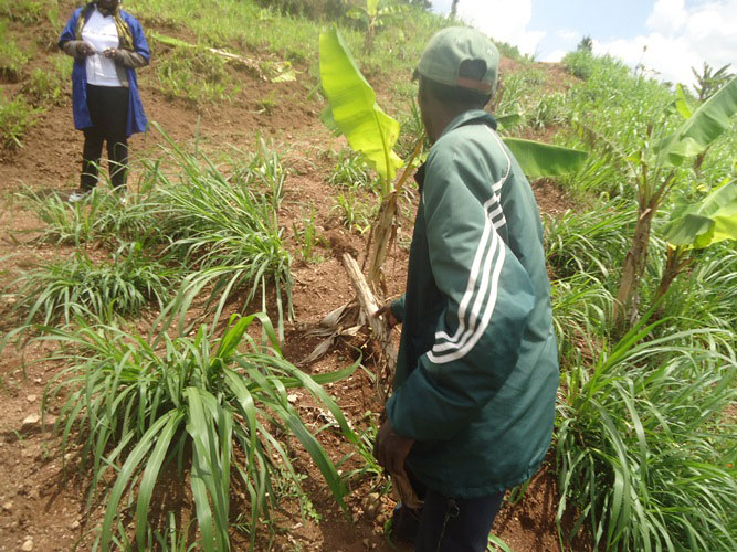 Aba bahinzi ngo ntacyo bagisarura mu mirima kubera Ifuku.