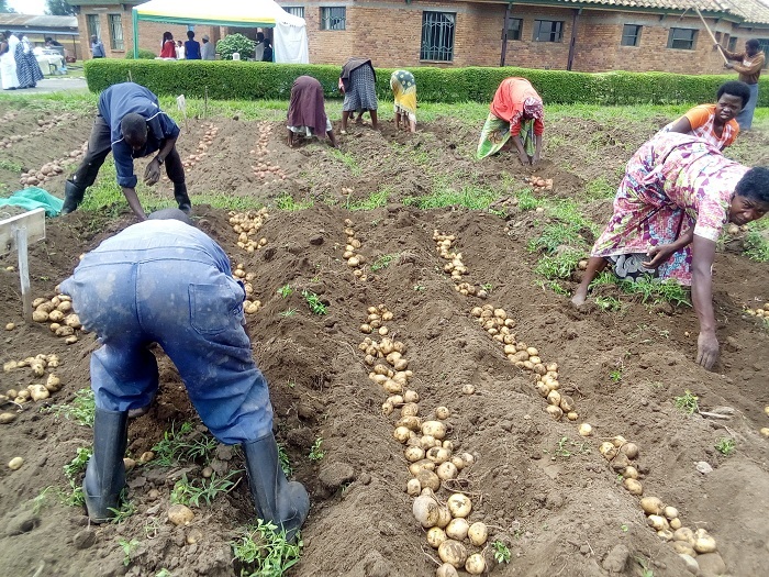 Abahinzi bigishwa uko babungabunga igihingwa kuva mu ihinga kugeza gisaruwe