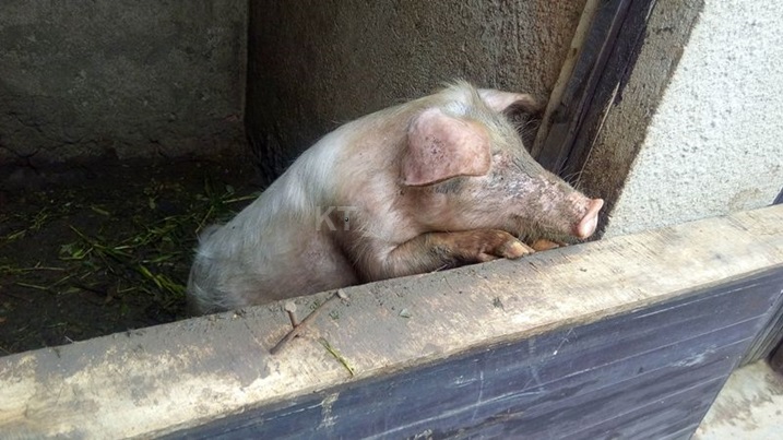 Abagera ku cya kabiri muri Mushimba boroye ingurube.