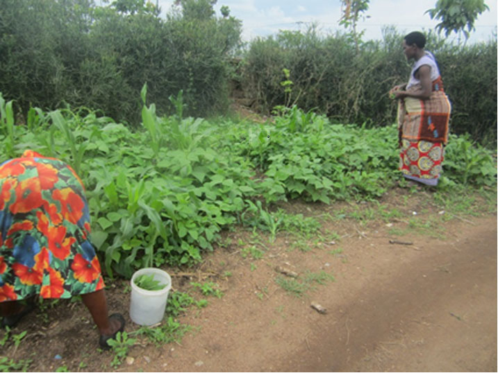 Abagore basoroma umushogoro muri Mirama I.