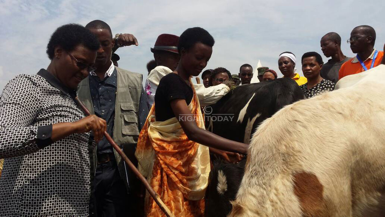 Abagore bo mu miryango 76 ikennye ni bo borojwe inka.