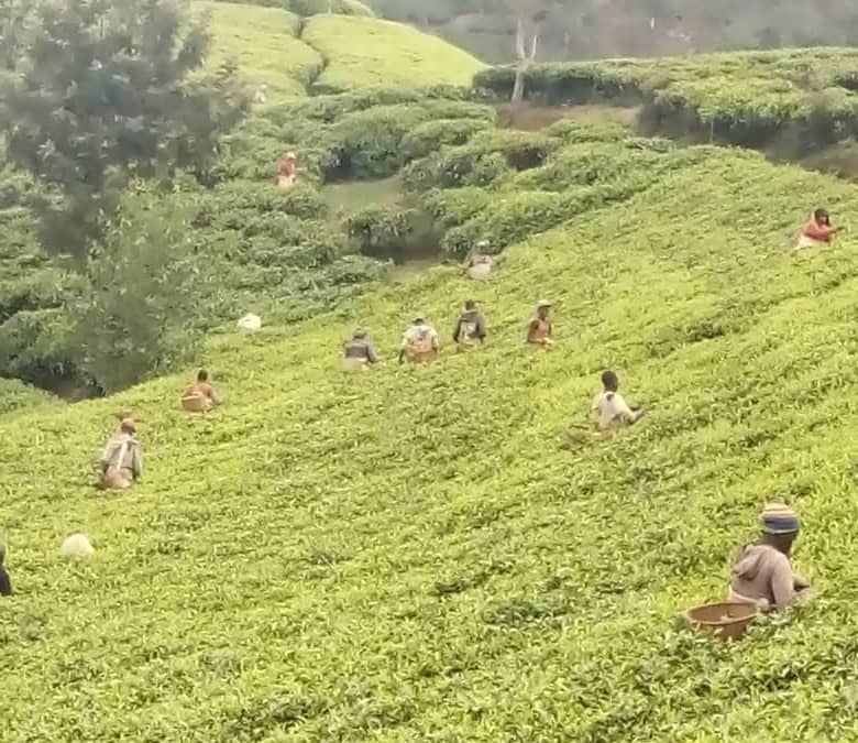 Abahinga icyayi barifuza gufashwa kugera no ku bindi bikorwa by