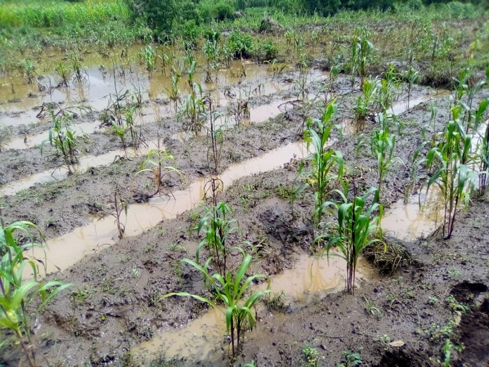Amazi y'imvura yaretse mu mirima abahinzi bararira ayo kwarika