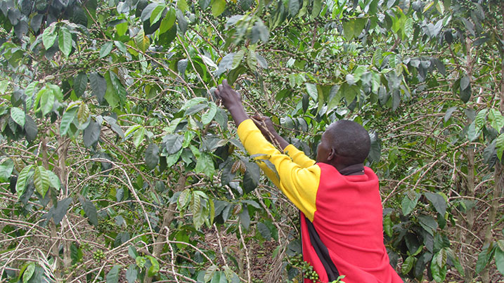 Abahinzi ba kawa bishimira ko batazongera kujyana umusaruro wabo gutunganyirizwa i Kigali.