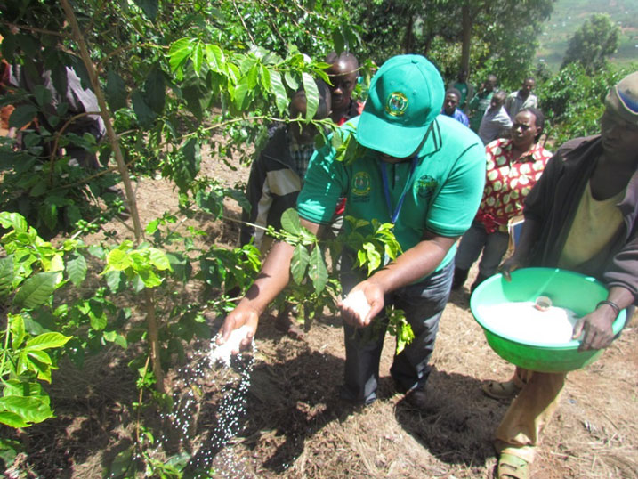 Abahinzi ba Kawa bavuga ko umusaruro ibaha ubafatiye runini.