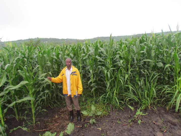 Abahinzi bakoresheje inyongeramusaruro batangiye kubona umusaruro ushimishije.