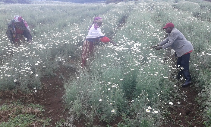 Ibireti byiganje mu duce tw'imisozi miremire