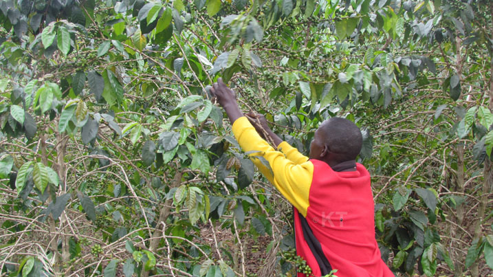 Umuhinzi wa Kawa asabwa kuyitaho