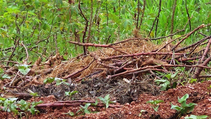 Abahinzi barasabwa kuvana mi mirima ibiti by'imyumbati irwaye kugirango itanduza indi
