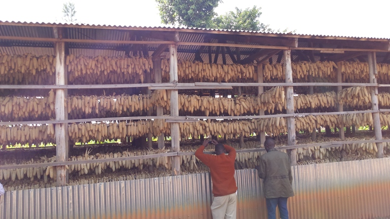 Abahinzi bavuga ko koperative yabo bayigemuragaho ibigori ikabambura (Photo file)