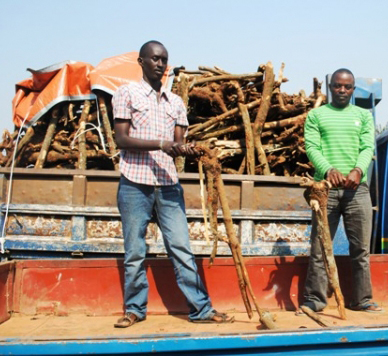 Bamwe mu bafashwe biba ibiti by